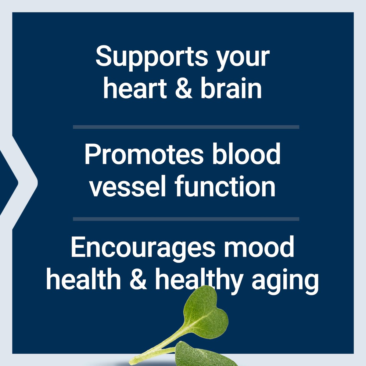 Life Extension Super Omega-3 EPA/DHA Fischöl mit Sesam-Lignanen und Olivenextrakt – Unterstützung für Herzgesundheit, Gehirngesundheit, Entzündungsreaktionen und Cholesterinspiegel, glutenfrei, nicht-GVO, 60 Softgels