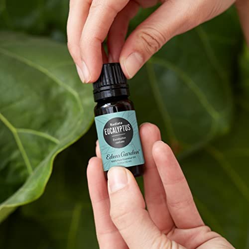 Edens Garden Eukalyptus Radiata Ätherisches Öl – 100% rein, unverdünnt, therapeutisch, 10 ml
