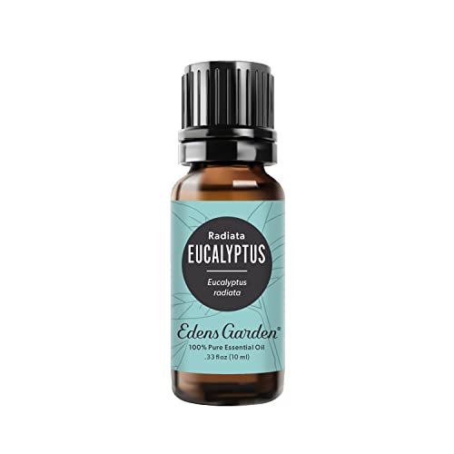 Edens Garden Eukalyptus Radiata Ätherisches Öl – 100% rein, unverdünnt, therapeutisch, 10 ml