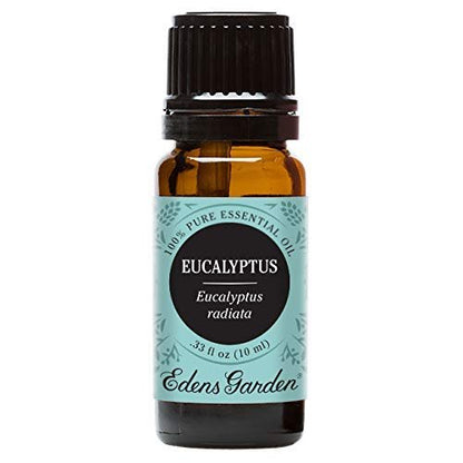 Edens Garden Eukalyptus Radiata Ätherisches Öl – 100% rein, unverdünnt, therapeutisch, 10 ml