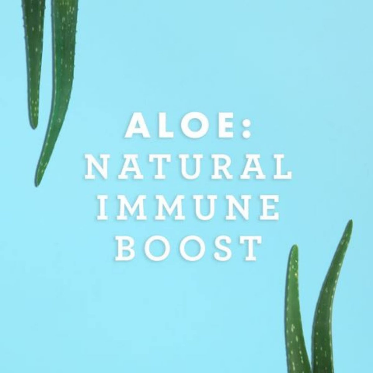 Lily of the Desert Organischer Aloe Vera Saft – Inneres Filet, 473 ml