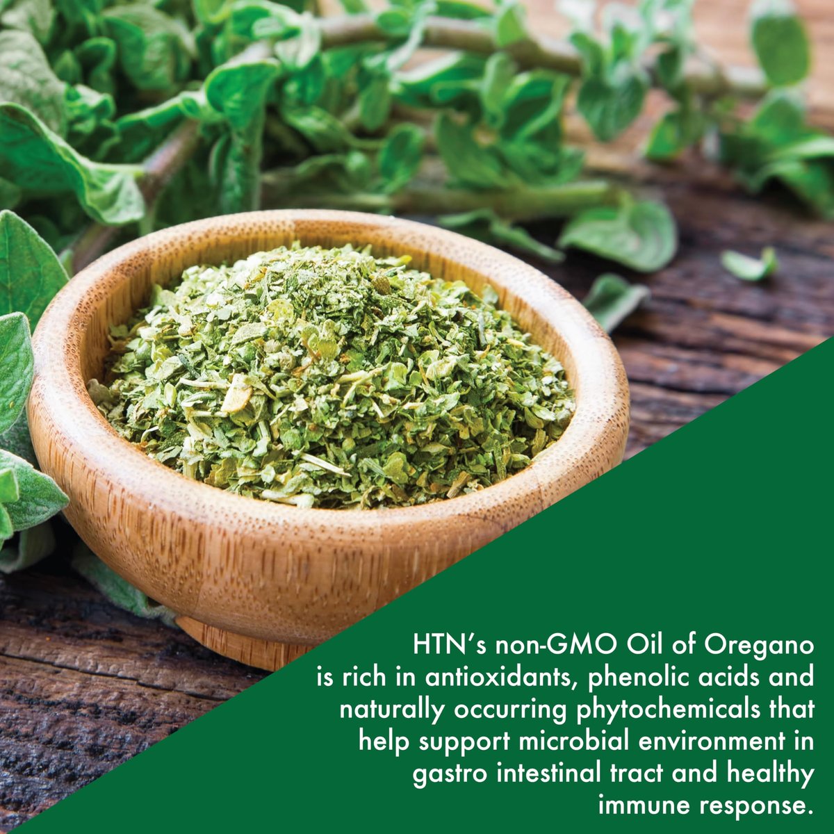 Wild geerntetes Oregano-Öl-Präparat | Europäisches Origanum Vulgare | Immun-, Verdauungs- & Antioxidans-Unterstützung | 120 Mini-Weichkapseln | Nicht-GVO, glutenfrei | von Health Thru Nutrition