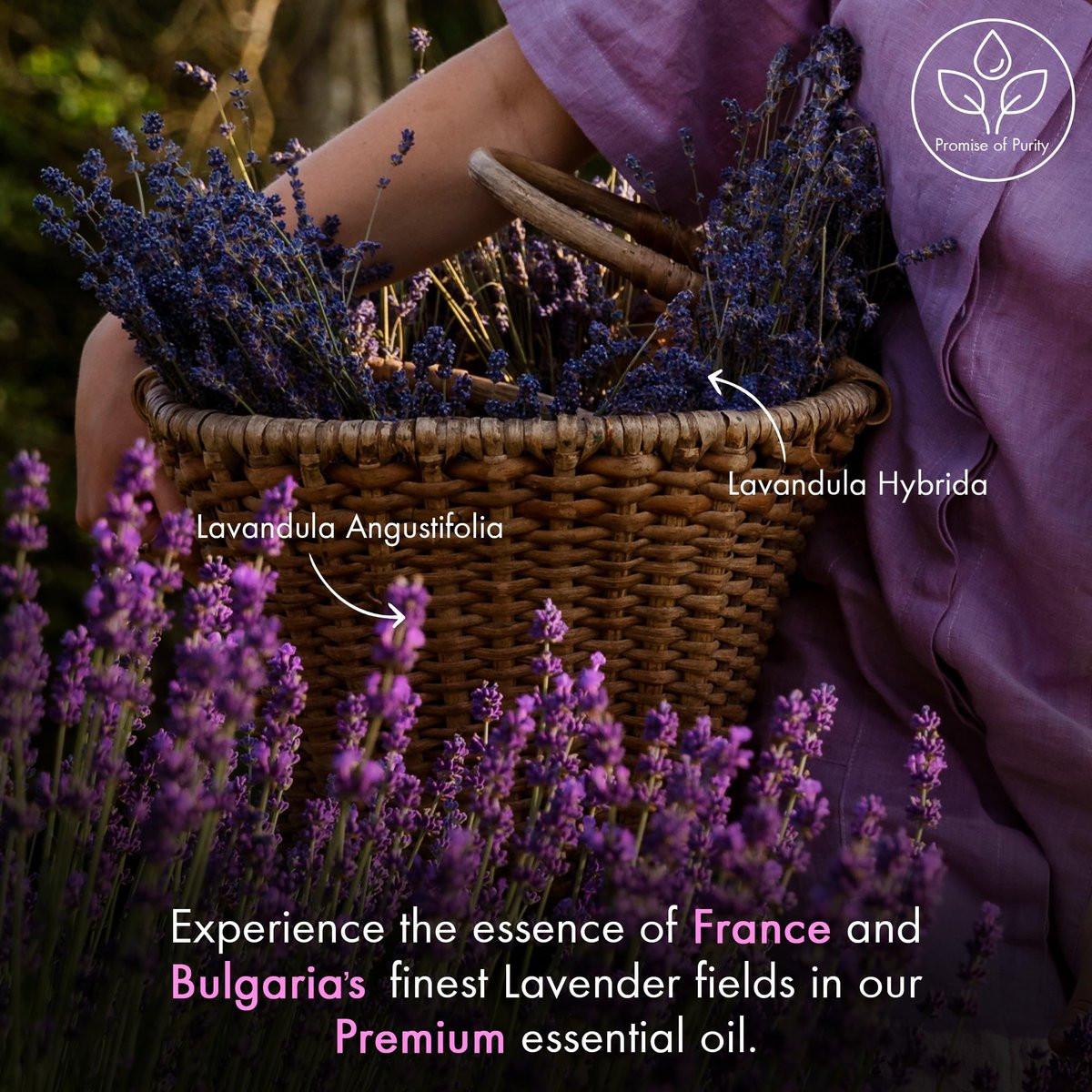 Majestic Pure Lavendelöl 100% rein & natürlich – 30 ml mit Glas-Dropper – ideal für Diffuser, Aromatherapie, Seifen- und Kerzenherstellung