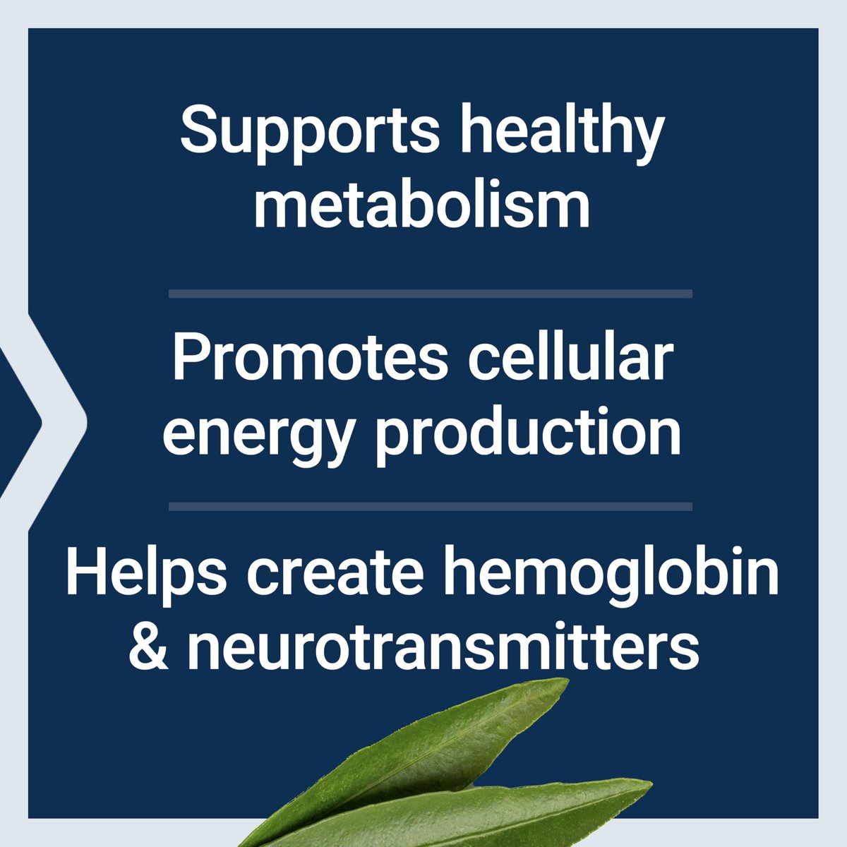 Life Extension Pantothensäure 500 mg – Vitamin B5 für gesunden Stoffwechsel & mitochondriale Energieproduktion, glutenfrei, nicht-GVO, vegetarisch, 100 Kapseln