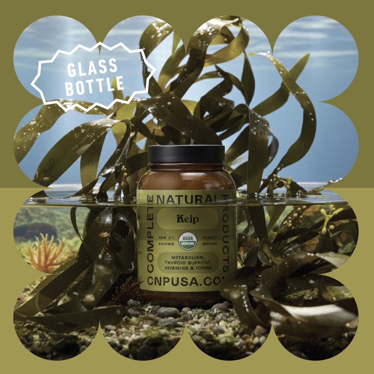 Complete Natural Products Bio-islandisches Seetang Kapseln – Reine 600 mg Kapseln, 100 Stück, Rohseetang & Schilddrüsenunterstützung