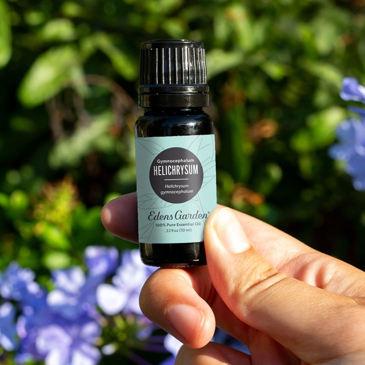Edens Garden Helichrysum Gymnocephalum Bio-Öl – 100% reines, unverdünntes ätherisches Öl für Aromatherapie, Diffuser, Haut & Haare 10 ml