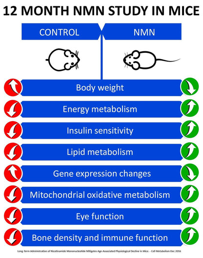 MAAC10 NMN Supplement – Reines Nicotinamid-Mononukleotid (NMN 125 mg Kapseln). Der stärkste NAD+-Vorläufer, stabiler als Ribosid. Pharmazeutische Qualität, 99 % rein, 30 Kapseln