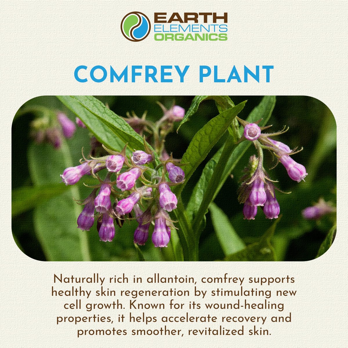 Earth Elements Organics Comfrey Body Oil – Rohes, Kräuterinfundiertes Pflegeöl, Biologische Hautpflege, Ungeduftet, Für Alle Hauttypen – 30 ml