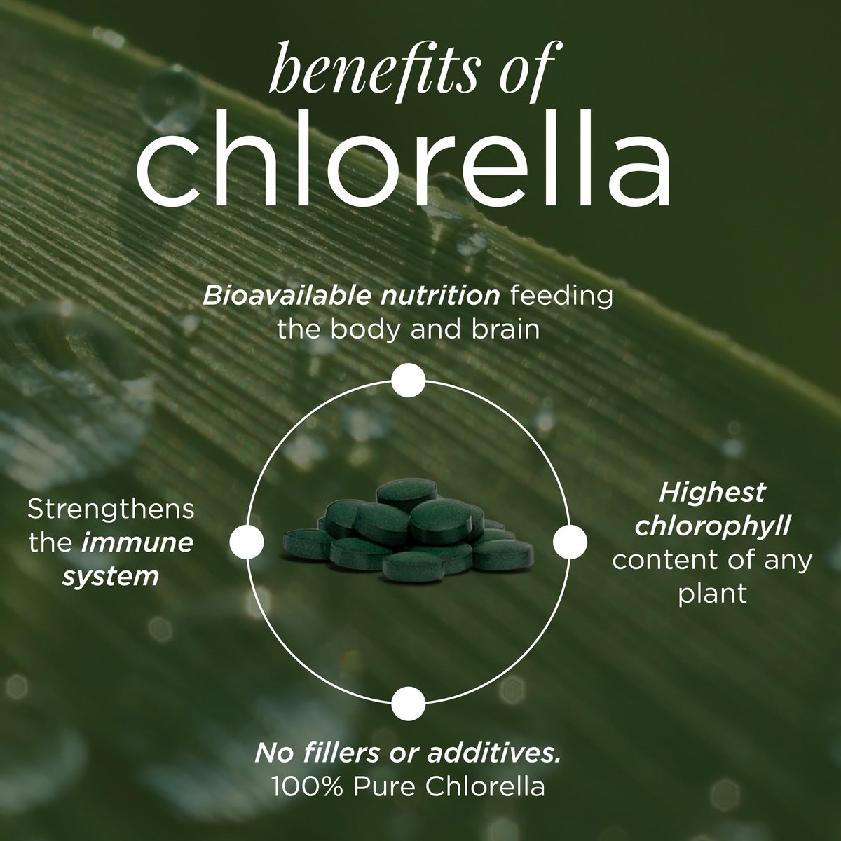 RECOVERYbits Bio-Chlorella Algen Tabletten – Superfood, reine Grünalge, hoher Protein- und Ballaststoffgehalt, Chlorophyll, aufgebrochene Zellwände, nicht bestrahlt, zur Stärkung des Immunsystems und Entgiftung, 60 Tabletten