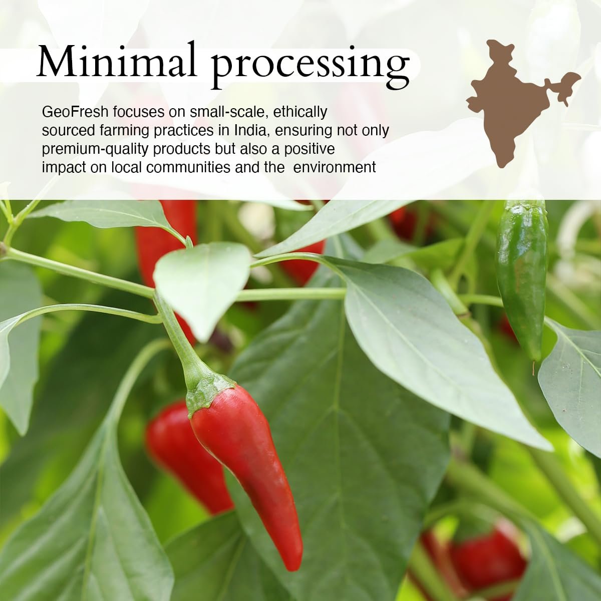 Geo-Fresh Bio Cayennepulver, 1,76 oz (50 g) – Scharfes & Aromatisches Bio Cayenne-Chilipulver – Reines gemahlenes rotes Pfefferpulver – USDA Bio-zertifiziert – Nicht-GVO – Koscher – Glutenfrei – Produkt aus Indien