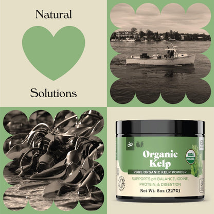 Bio Algenpulver Kelp - Roh, Trocken, Reines Seetangpulver 227g 75 Portionen - Schilddrüse, Jod & Verdauung