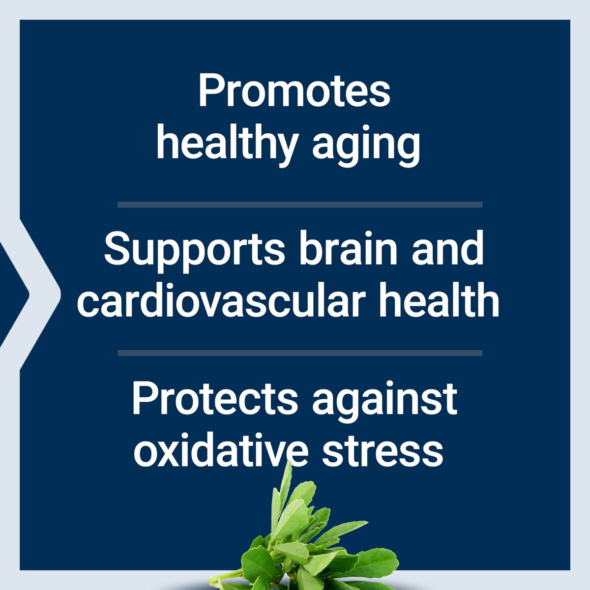 Life Extension Resveratrol Elite – Trans-Resveratrol für gesundes Altern, Herz-Kreislauf- und Gehirngesundheit, 30 Kapseln