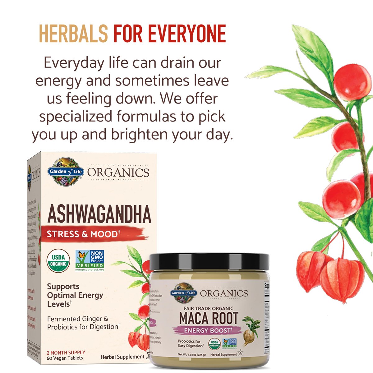 Garden of Life Organics Fair Trade Gelatinized Peruvian Maca Root Pulver – Energie-Booster, 225 g, mit Probiotika, zertifiziert bio, vegan & glutenfrei