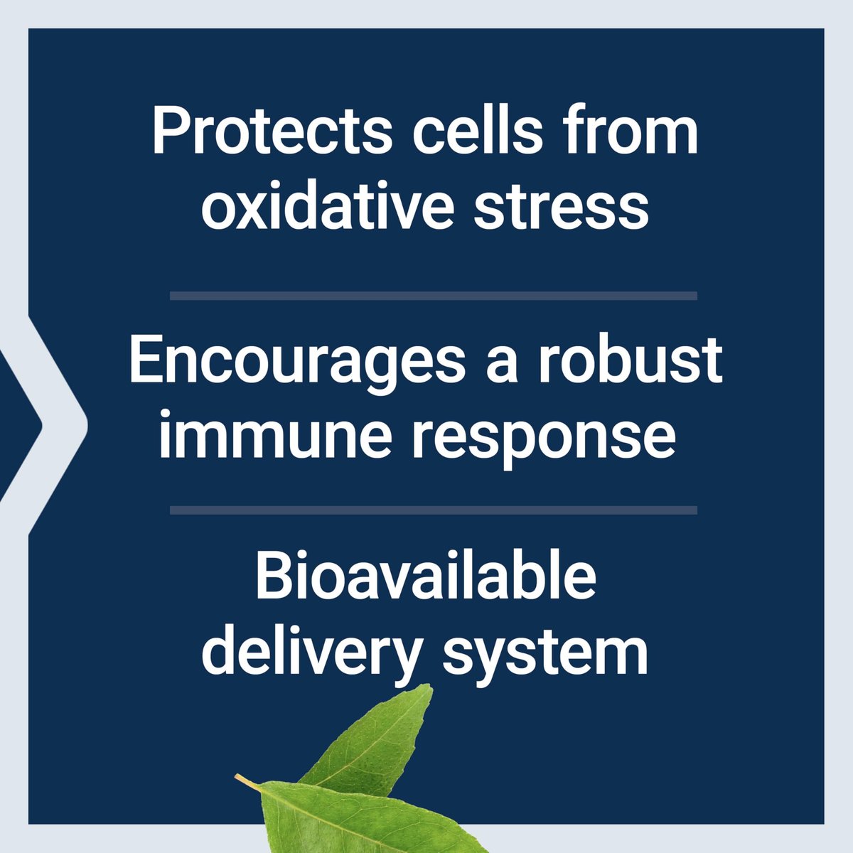 Life Extension Bio-Quercetin – Immunsystem-Unterstützung & Herzgesundheit, glutenfrei, nicht-GVO, vegetarisch, 30 Kapseln
