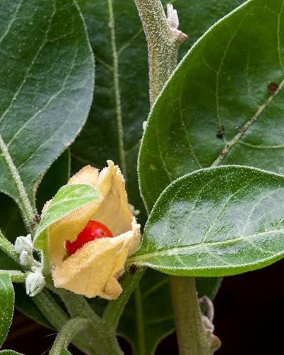 Herb Pharm Bioaktiver Ashwagandha-Flüssigextrakt ohne Alkohol – Stimmungsunterstützung, veganes Ashwagandha-Wurzel-Glycerit, geschmackvolles Adaptogen für Erwachsene, nicht-GVO, 30 ml