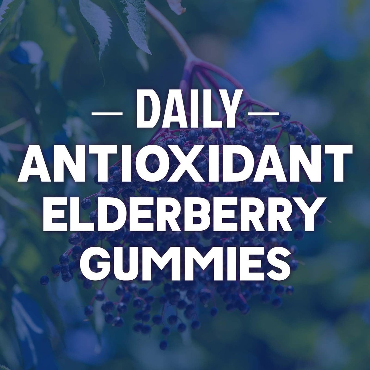 Elderberry Immun-Boost Gummis – 3-fach Stärke mit Holunderbeere, Vitamin C, D3 & Zink – 60 Gummis für Erwachsene & Kinder