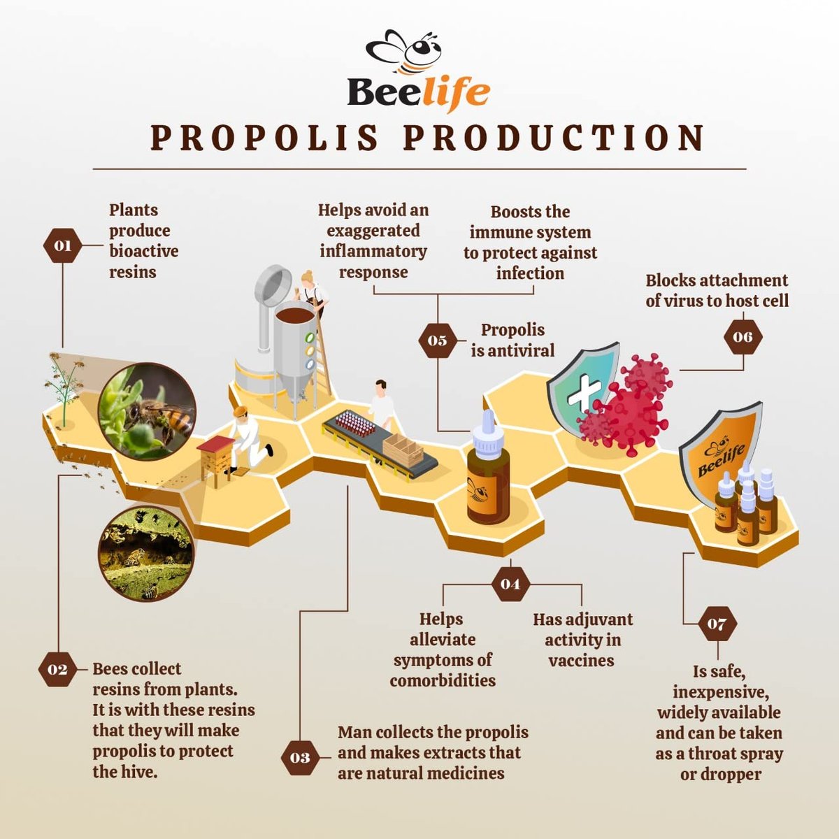 Beelife Propoflex Bio-Propolis Extrakt Organisch – Hoher Artepillin-C-Gehalt, Antioxidantienreiches Nahrungsergänzungsmittel für das allgemeine Wohlbefinden – Natürlich & Koscher – Hergestellt in Brasilien, 30 ml
