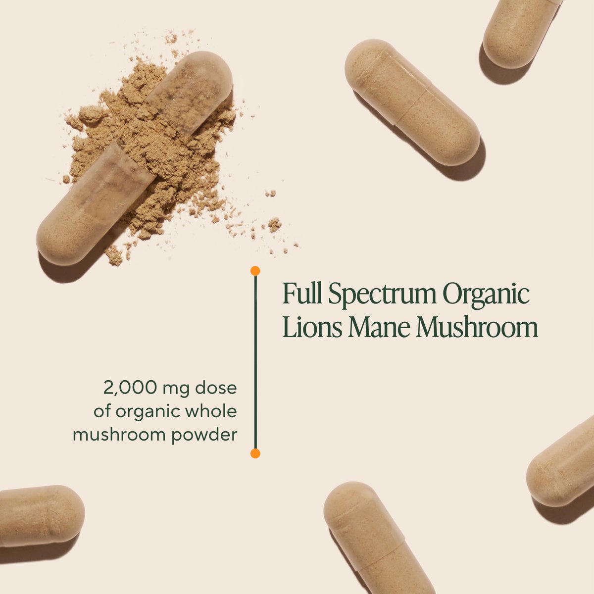 Om Lion’s Mane Pilzkapseln - Bio Pilz Nahrungsergänzungsmittel und Nootropikum - Gedächtnis- und Konzentrationshilfe, 90 Kapseln (30 Portionen)