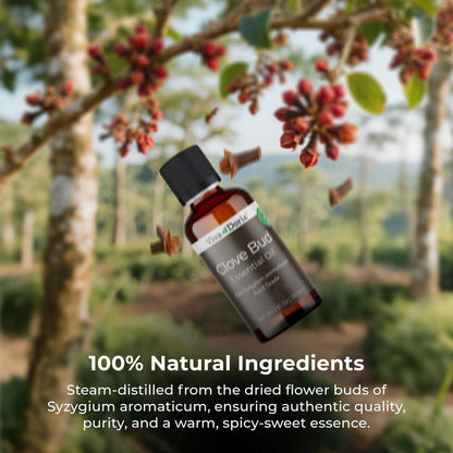 Viva Doria 100 % reines Nelkenknospen-Öl, unverdünnt, Lebensmittelqualität, 30 ml