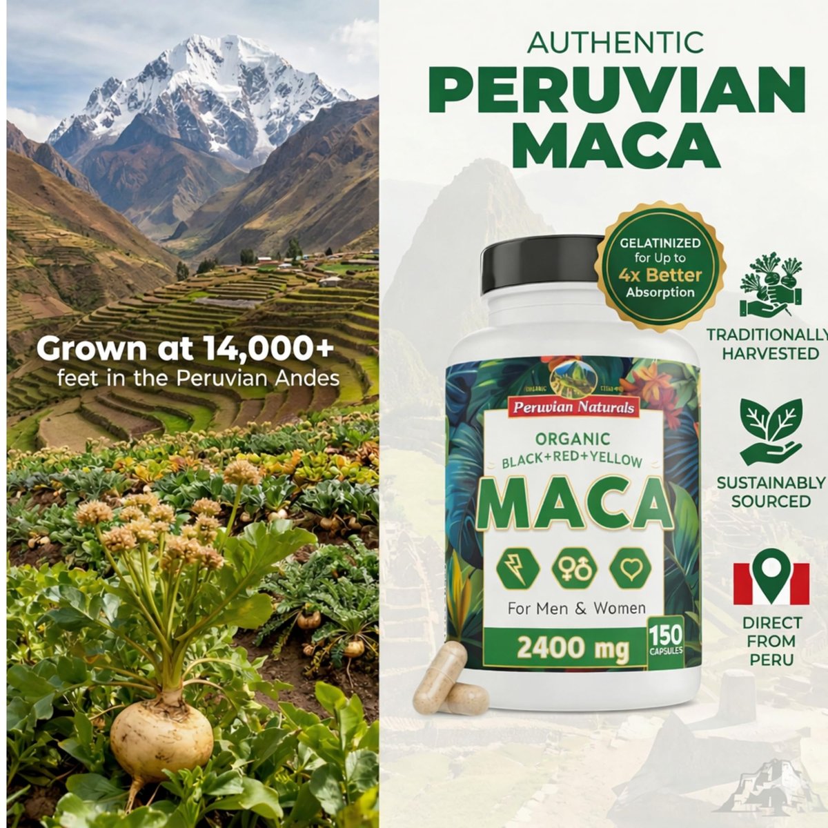 Bio Maca Kapseln für Frauen & Männer 2400 mg pro Portion - 150 Kapseln Schwarze, Rote, Gelbe Maca - Gelatinisierte Macawurzel, Nicht-GVO, Vegan von Peruvian Naturals