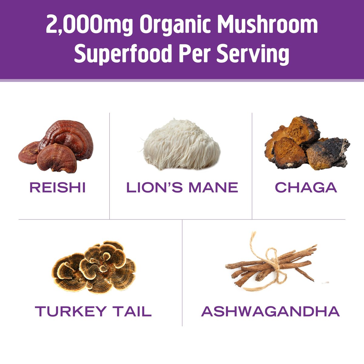 OM MUSHROOM SUPERFOOD Heiße Schokolade Mix – Niederländischer Kakao mit Löwenmähne, Reishi, Chaga & Turkey Tail – Fokus, Ruhe & Stressunterstützung – 2g Zucker, 25 Kalorien – Einzelportion (10 Beutel)