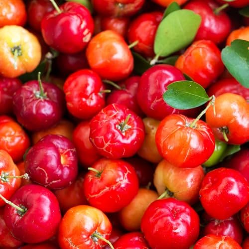 Pure Original Ingredients Acerola-Kirsche, 100 Kapseln – Immer rein, ohne Zusätze oder Füllstoffe