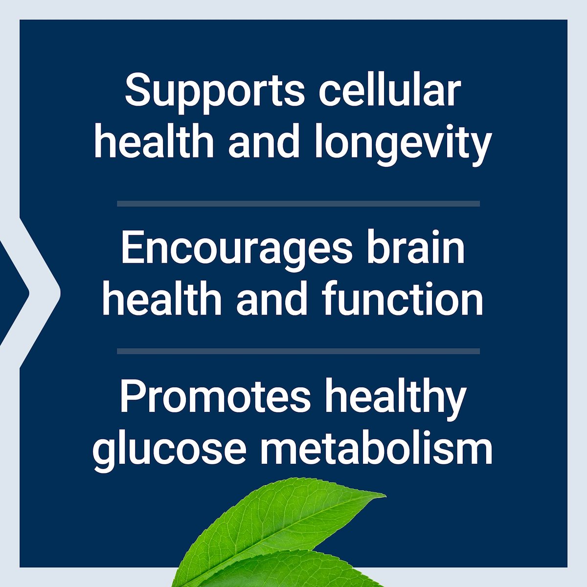 Life Extension Bio-Fisetin – Fisetin mit Galactomannanen aus Bockshornkleesamen für Zellgesundheit, kognitive Gesundheit und Langlebigkeit – glutenfrei, vegetarisch, nicht gentechnisch verändert – 30 Kapseln