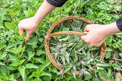 Brennnesseltee - 8Oz (REAL WILD HARVEST) | 100% USDA Bio-zertifiziert | Lose Blätter (Urtica Dioica) Geschnitten & Gesiebt