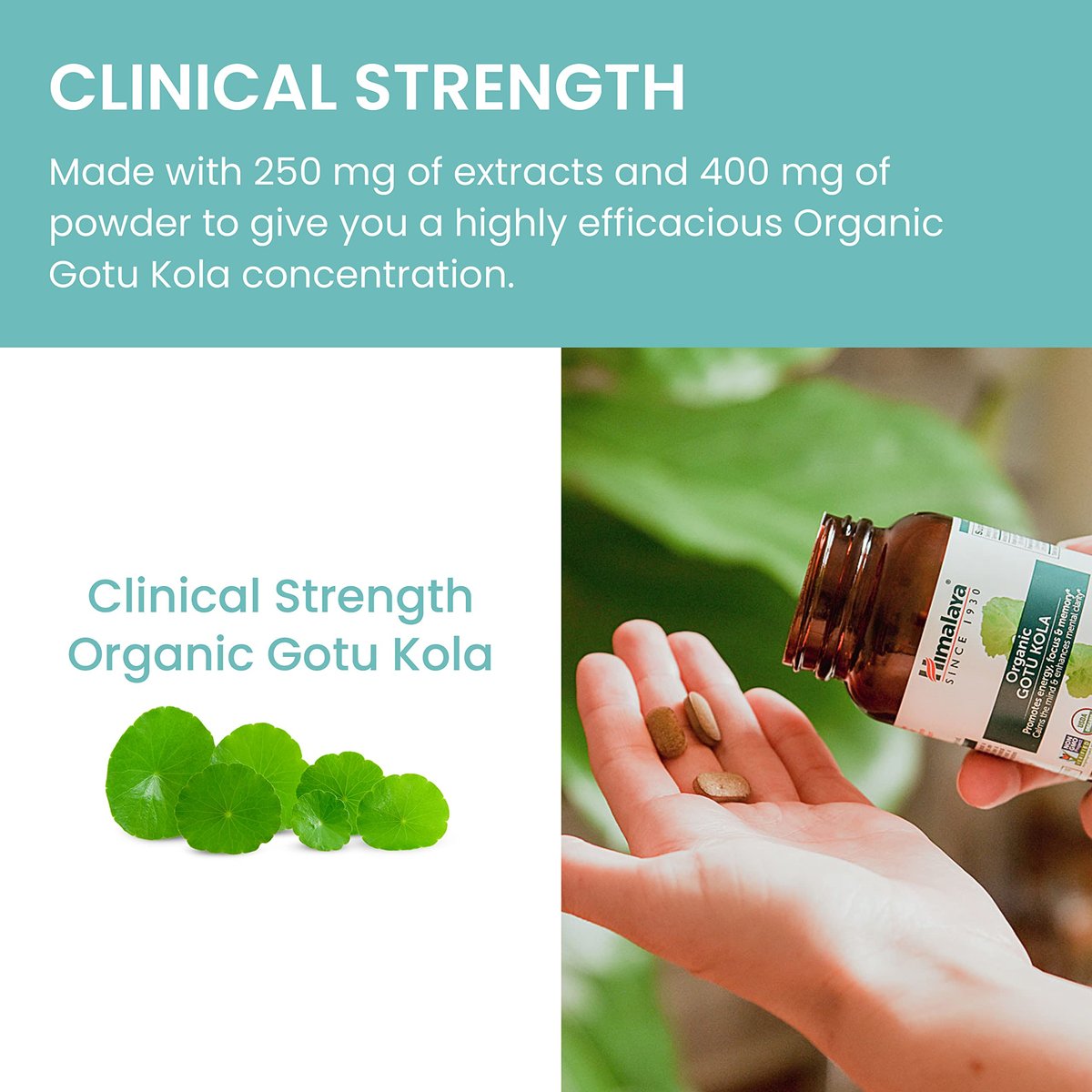 Himalaya Organic Gotu Kula – 45-Tage-Vorrat, Nootropikum mit Adaptogenen für Energie, Fokus, Gedächtnis und beruhigende Entspannung – Vegan, Non-GMO, Glutenfrei, 650 mg, 90 Kapseln