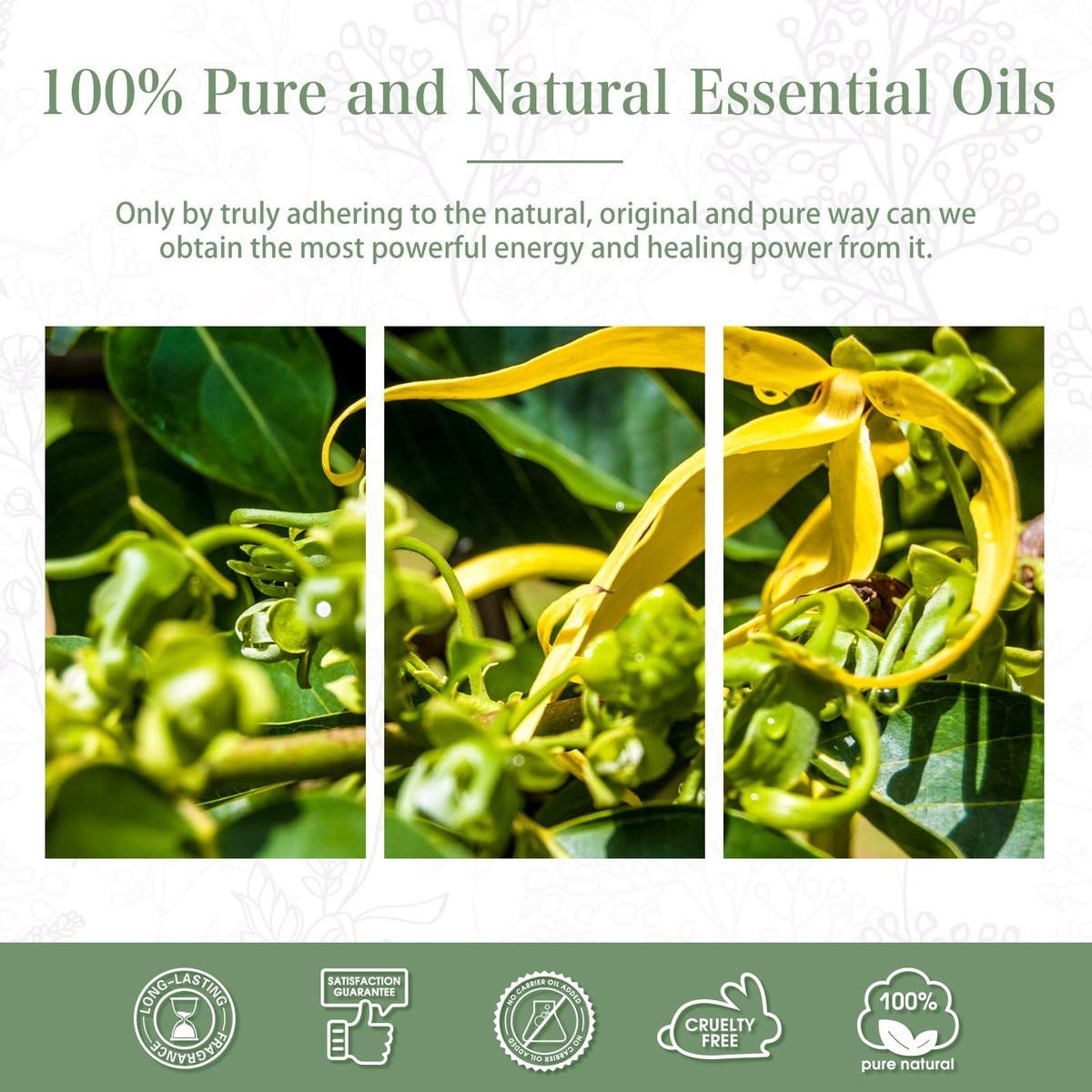 PHATOIL 100ml Ylang-Ylang-Öl – Reines ätherisches Öl für Diffuser, Luftbefeuchter, Seifen- und Kerzenherstellung (3,38 fl.oz)