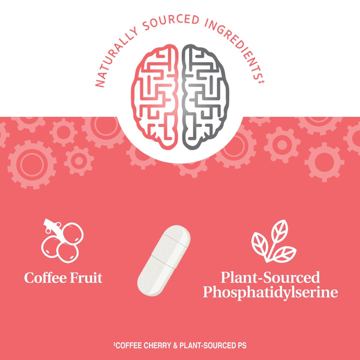 21st Century Brilliant Brain Performance Kapseln, (30 Stück), Unterstützung der kognitiven Gesundheit, mit pflanzlichem Phosphatidylserin & Nootropikum-Kaffee-Fruchtextrakt, koffeinfrei & glutenfrei
