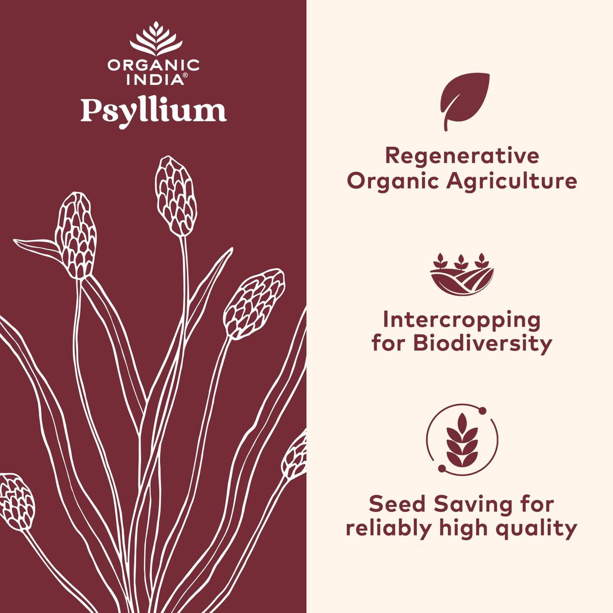 ORGANIC INDIA Psyllium Husk Kapseln – Ballaststoff Ergänzung, Gesunde Verdauung – Vegan, Keto geeignet, Glutenfrei, USDA Bio, Nicht-GVO, Lösliche & Unlösliche Ballaststoffe – 180 Kapseln