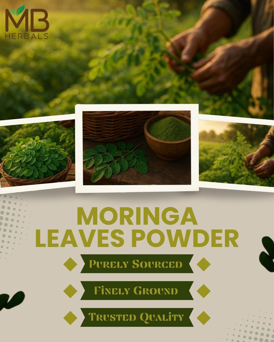 MB Herbals Moringa Pulver – 227g (8 oz) | 100% reines Moringa-Blattpulver | Löst sich leicht in Getränken & Smoothies | Ohne Konservierungsstoffe