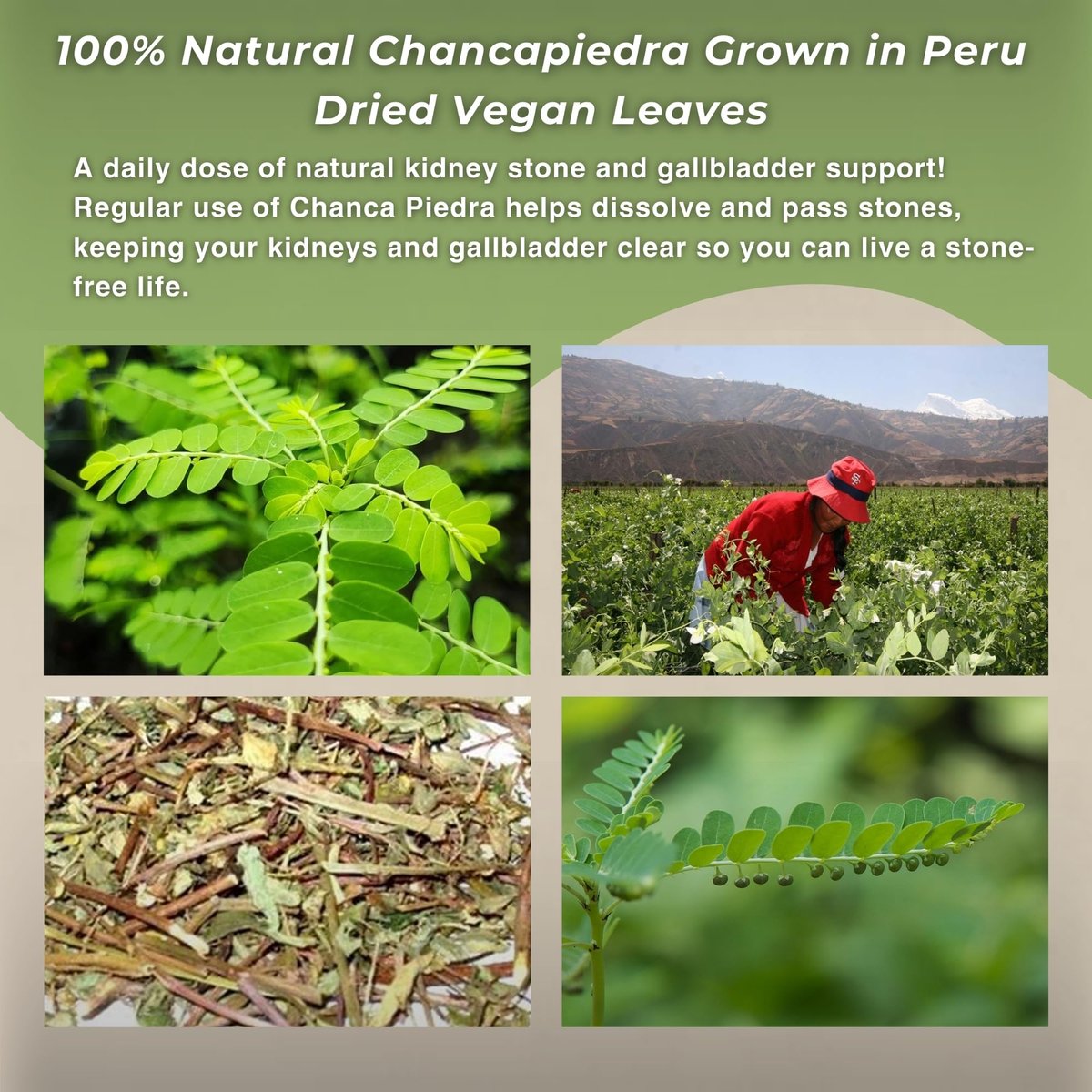 Hanan Chanca Piedra Lose Blätter 40g - Steinbrecher Kräutertee, 100% natürliche Chancapiedra aus Peru, vegan