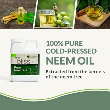 Neem Bliss (8 Fl Oz) - Reines Neemöl Konzentrat - 100% kaltgepresstes Neemöl - All-natürliches Neemöl Konzentrat - Unraffiniertes Neemöl für Haare - Neemsamenöl Konzentrat