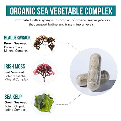 Bio-Jod-Supplement aus Meeresgemüse-Komplex – Vollwertige & rohe Form – Jod plus Spurenelement-Komplex – Enthält reinstes isländisches Seetang, Irish Moss & Blasentang (250 mcg)
