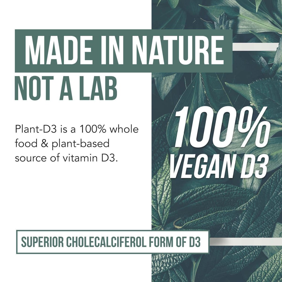 Bio Vitamin D3 5.000 IE – 100 % Vollwertkost & pflanzliches Cholecalciferol, veganes Vitamin D – angereichert mit Präbiotika & Superfood-Komplex – Bio, vegan, ohne Gentechnik & glutenfrei (60 Kapseln)