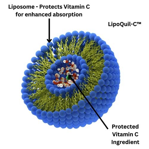 Research Labs Liposomales Vitamin C Supplement mit verbesserter Absorption LipoQuil-C™ | 2 für 1 – 240 Kapseln insgesamt Immununterstützung Kollagen-Booster | Hochdosiertes fettlösliches Vita C 1000 mg gepuffert | Non GMO