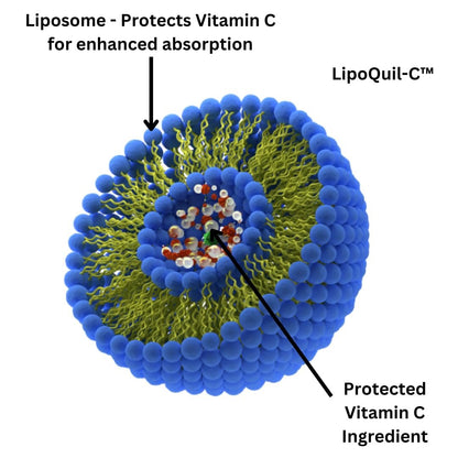 Research Labs Liposomales Vitamin C Supplement mit verbesserter Absorption LipoQuil-C™ | 2 für 1 – 240 Kapseln insgesamt Immununterstützung Kollagen-Booster | Hochdosiertes fettlösliches Vita C 1000 mg gepuffert | Non GMO