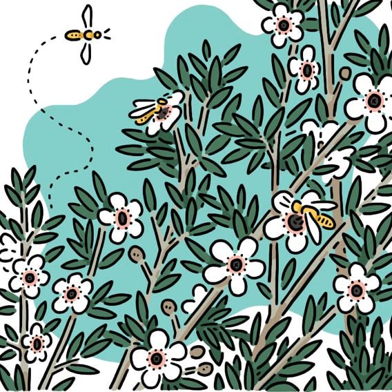 Sz Essentials - Manuka Öl - Neuseeland - 100% rein und natürlich, unverdünnt - Fördert natürliche Entspannung mit beruhigendem, frischem und erdigem Aroma - 0,17 fl oz (5ml)