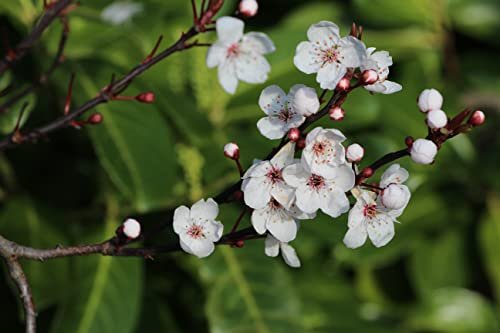Sz Essentials - Manuka Öl - Neuseeland - 100% rein und natürlich, unverdünnt - Fördert natürliche Entspannung mit beruhigendem, frischem und erdigem Aroma - 0,17 fl oz (5ml)