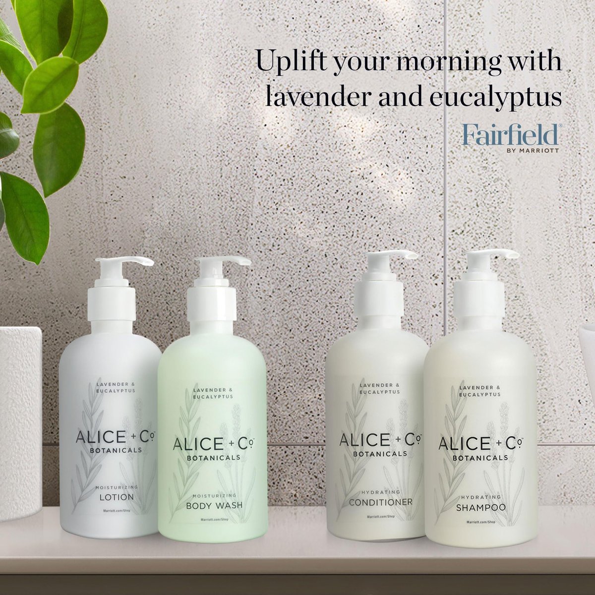 Alice + Co. Shampoo | Lavendel & Eukalyptus | Hotelpflege | Fairfield by Marriott | 8,5 Unzen