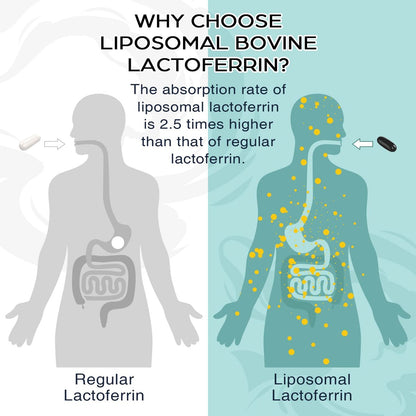 Pepeior Liposomales Rinder-Lactoferrin 1000 mg – Höhere Absorption – für Eisenaufnahme & Immunfunktion, Lactoferrin Ergänzung für Erwachsene, 60 Softgels