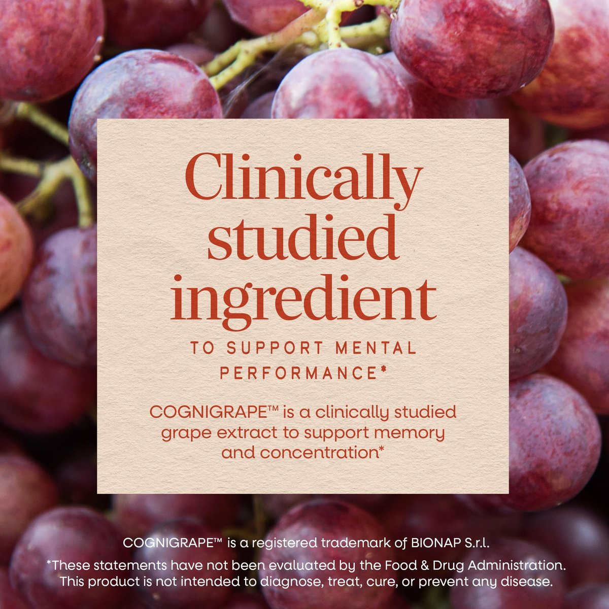 Nature's Way Brain Fuel Gummies – Nahrungsergänzungsmittel für Fokus und Gedächtnis, klinisch getestetes Cognigrape, Vitamine B6 & B12, Traubengeschmack, 60 Stück