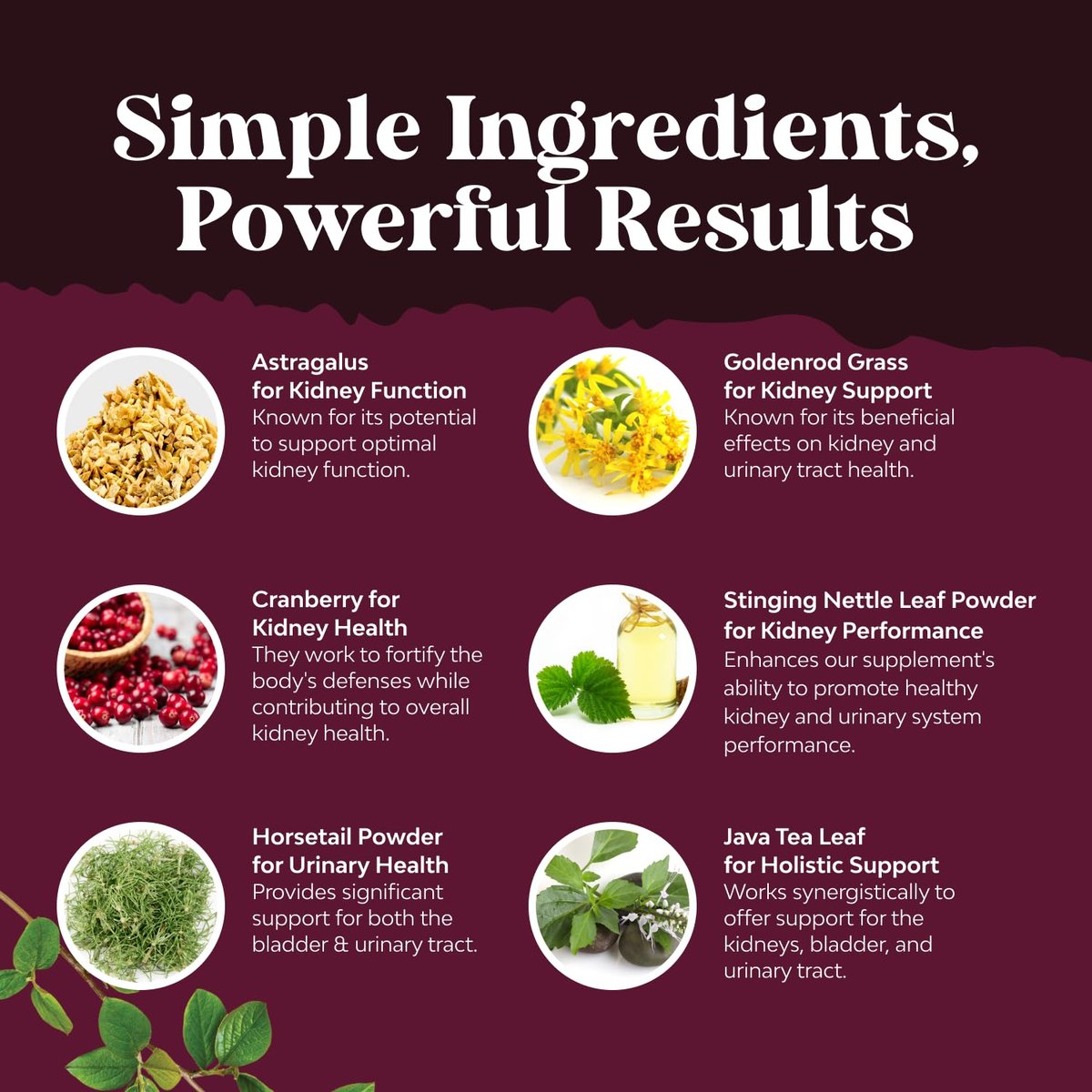 Fortschrittliche Nierenunterstützung – Nierenreinigung & Detox mit Cranberry-Extrakt, Bärentraube, Brennnessel & Astragalus – 60 Kapseln