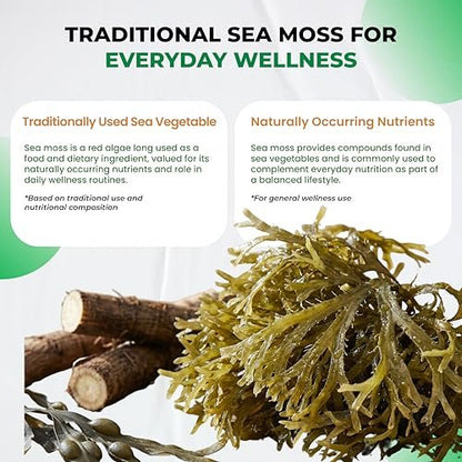 Organische Sea Moss Kapseln mit Schwarzkümmelöl, Ashwagandha, Klettenwurzel, Blasentang für Immunsystem, Darm, Haut & Energie (150 Kapseln)