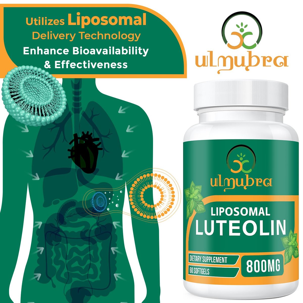 Ulmubra 800 mg Liposomales Luteolin Supplement – Maximale Absorption, Hochwertiges Antioxidans für Gehirn und allgemeines Wohlbefinden, 60 Softgels – 30-Tage-Vorrat