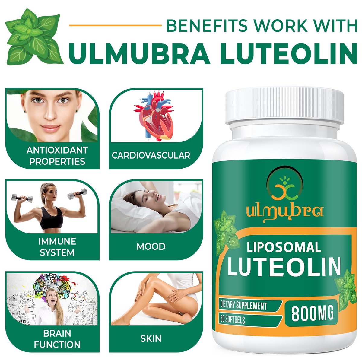 Ulmubra 800 mg Liposomales Luteolin Supplement – Maximale Absorption, Hochwertiges Antioxidans für Gehirn und allgemeines Wohlbefinden, 60 Softgels – 30-Tage-Vorrat