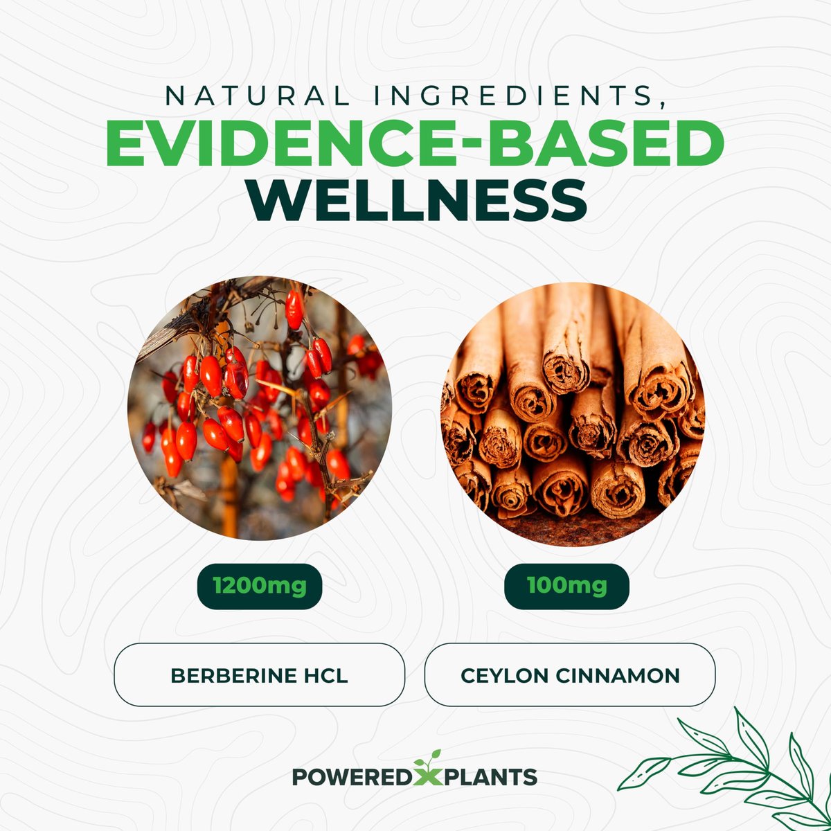 POWERED X PLANTS Reines Berberin-Präparat - 1300 mg Berberin mit Ceylon-Zimt für Stoffwechsel- und Immunsystem-Unterstützung - 60 Portionen
