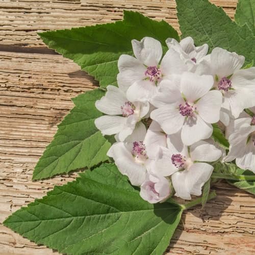 PURE ORIGINAL INGREDIENTS Marshmallow Root Extrakt (4 oz), Pulver, Pflanzliches Nahrungsergänzungsmittel